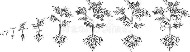 Coloring page life cycle of tomato plant stock vector