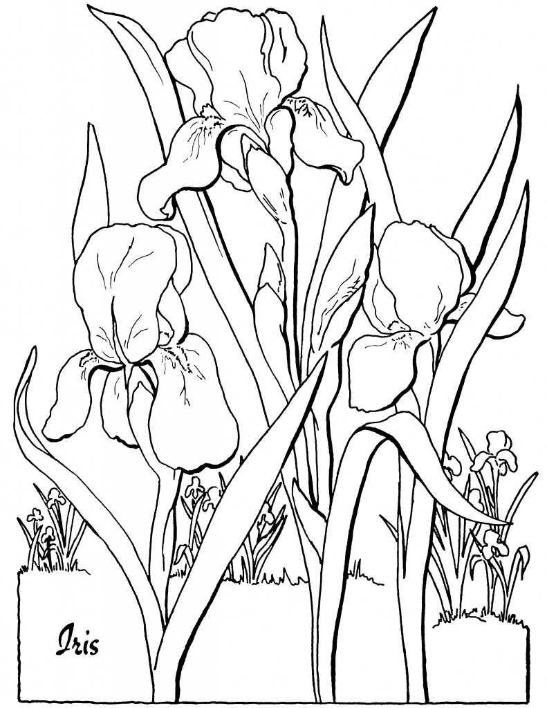 Flower coloring pages for adults