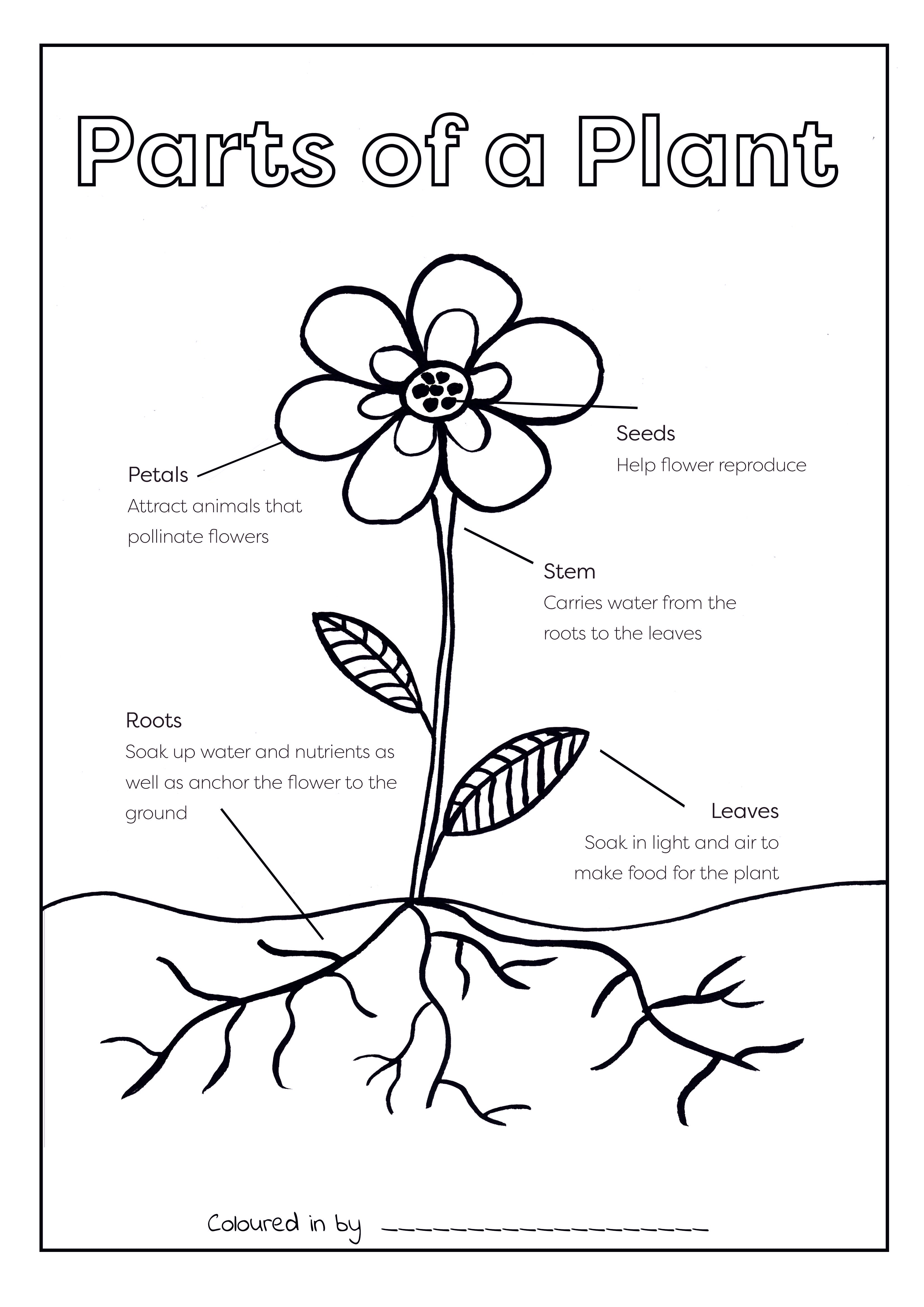 Parts of a plant colouring printable â