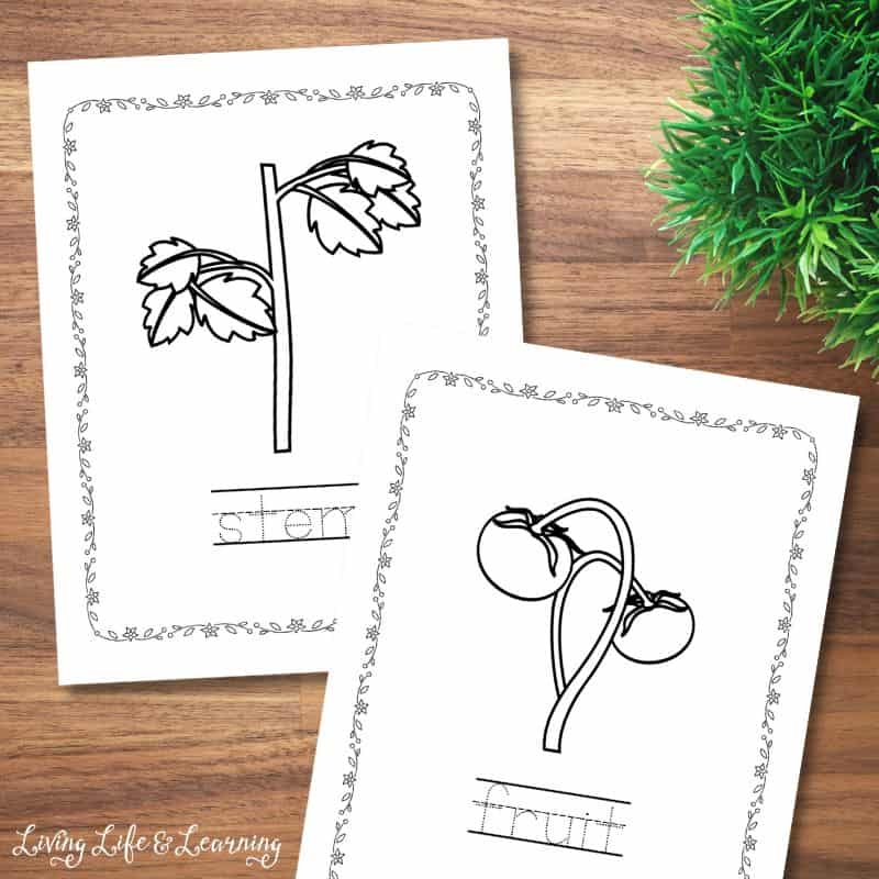 Plant parts coloring pages