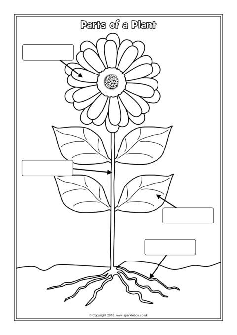 Parts of a plant labelling worksheets sb