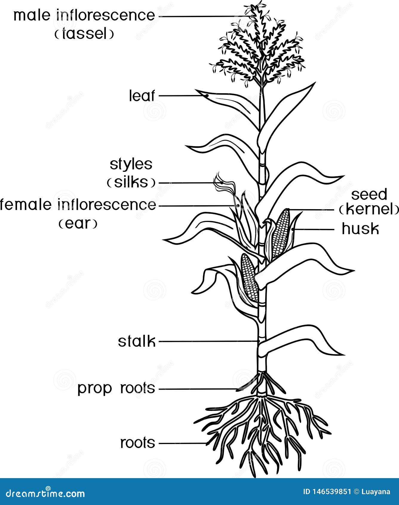 Coloring page with parts of plant morphology of corn maize plant with leaves root system fruits and flowers isolated on white stock vector