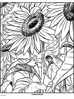 Plants free coloring pages