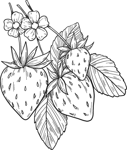 Strawberry plant coloring page free printable coloring pages