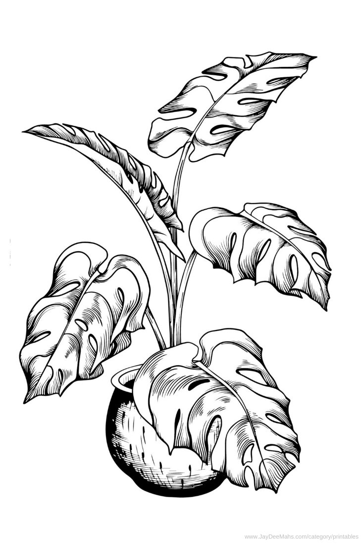 Houseplants coloring page monstera deliciosa and fun ideas for using it