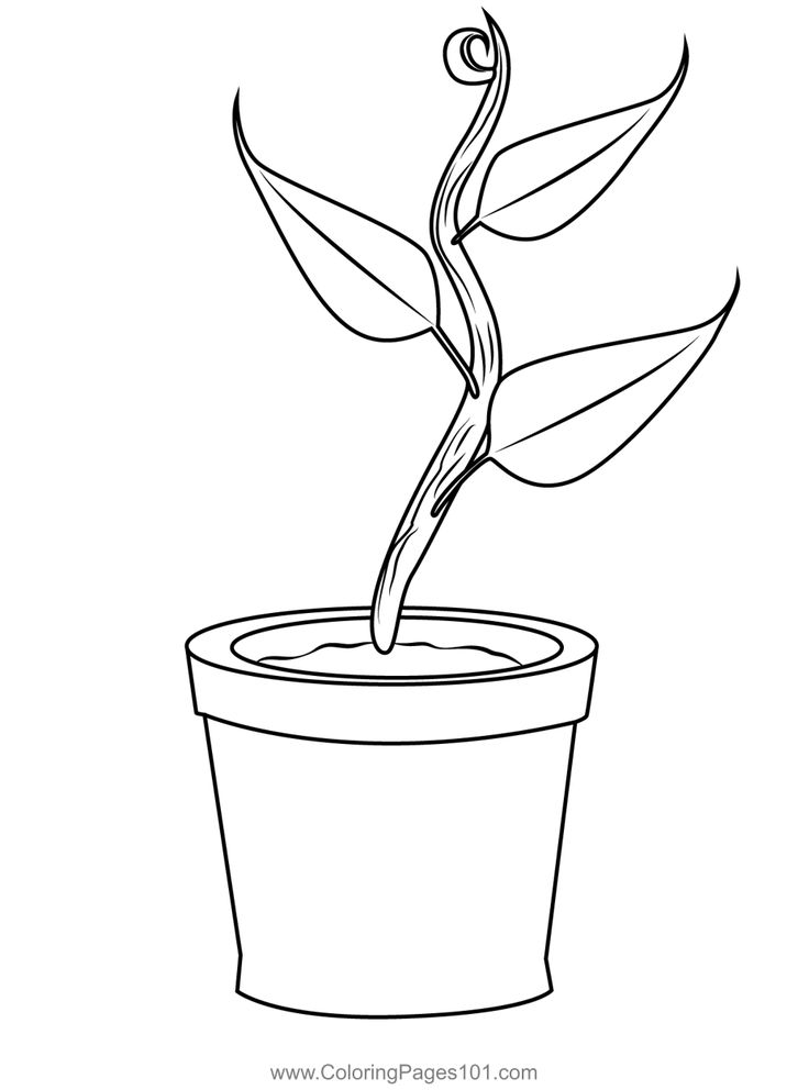 Growing plant coloring page coloring pages growing plants free plants