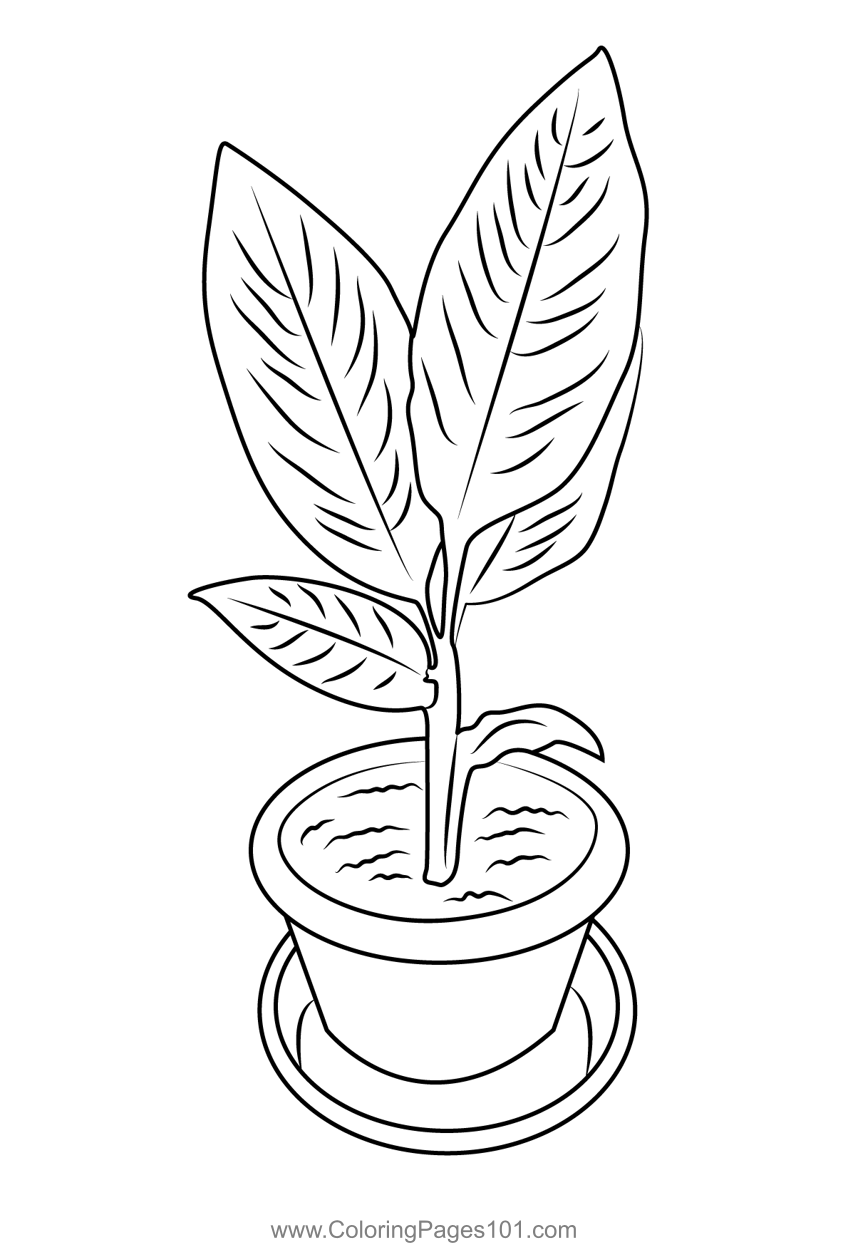Turmeric plant coloring page for kids