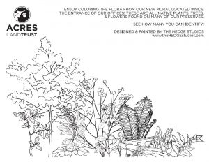 Native plant coloring pages