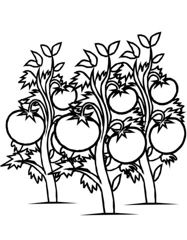 Tomatoes plants coloring page free printable coloring pages
