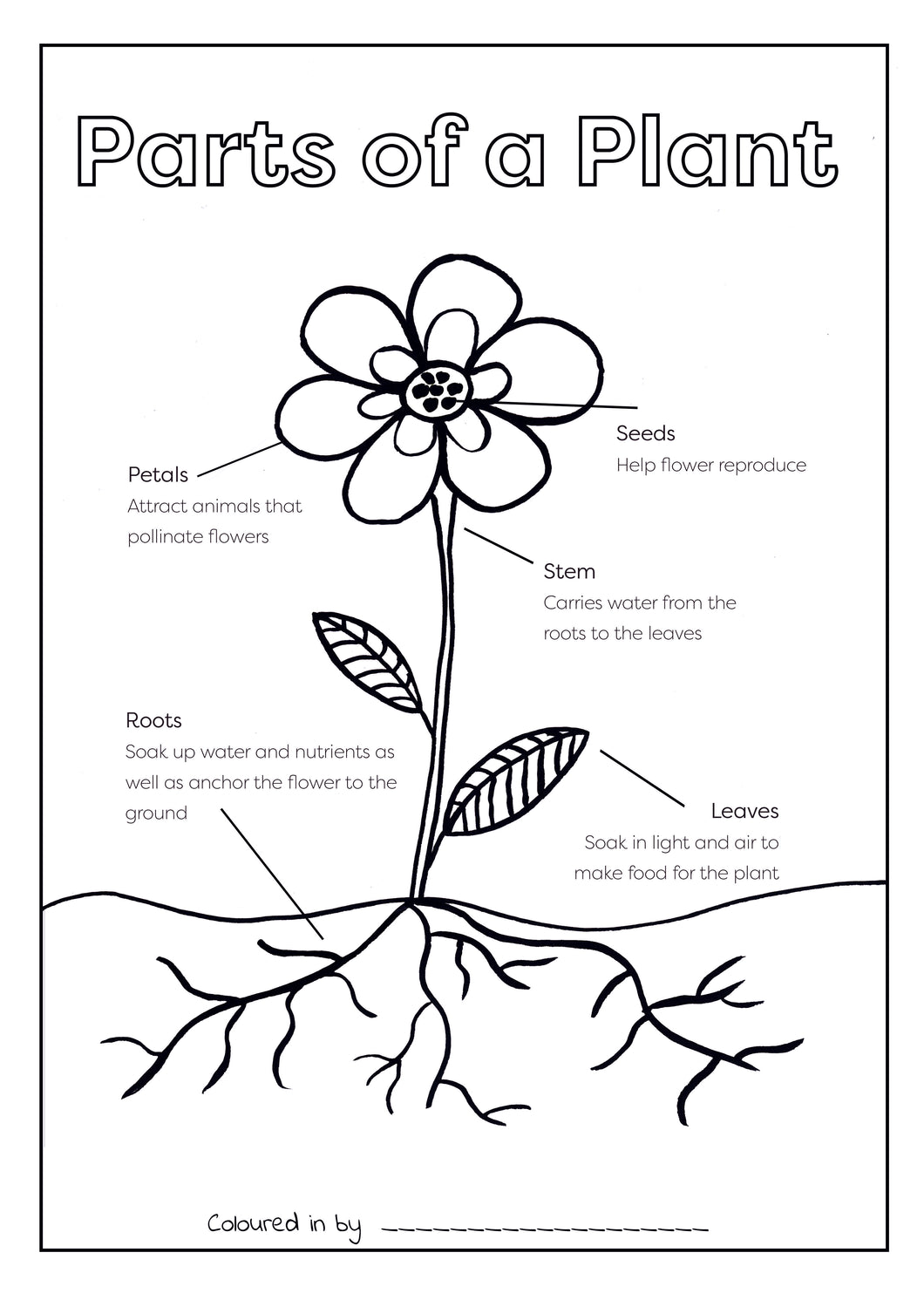 Parts of a plant colouring printable â