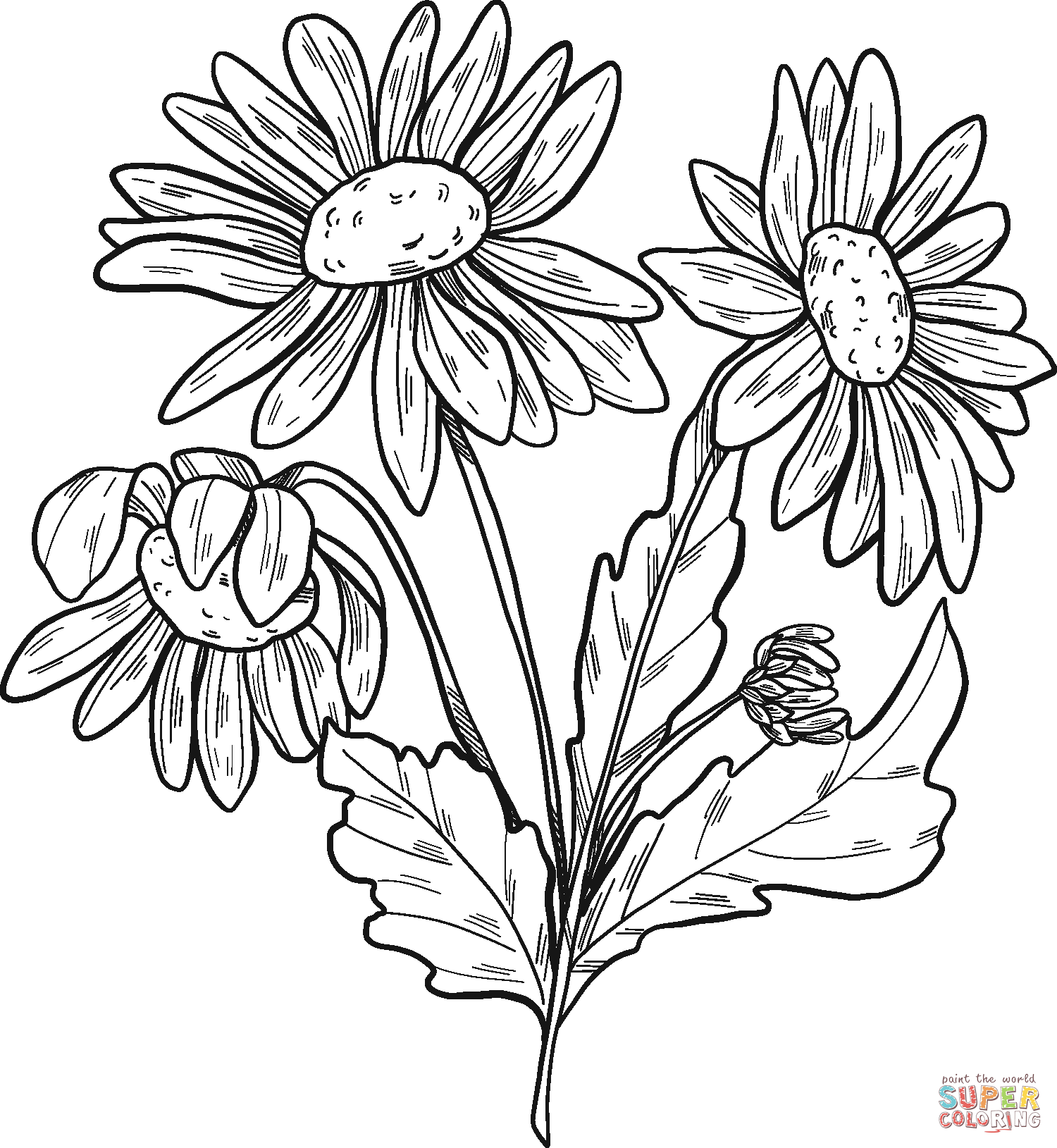 Dibujo de planta de margarita para colorear dibujos para colorear imprimir gratis