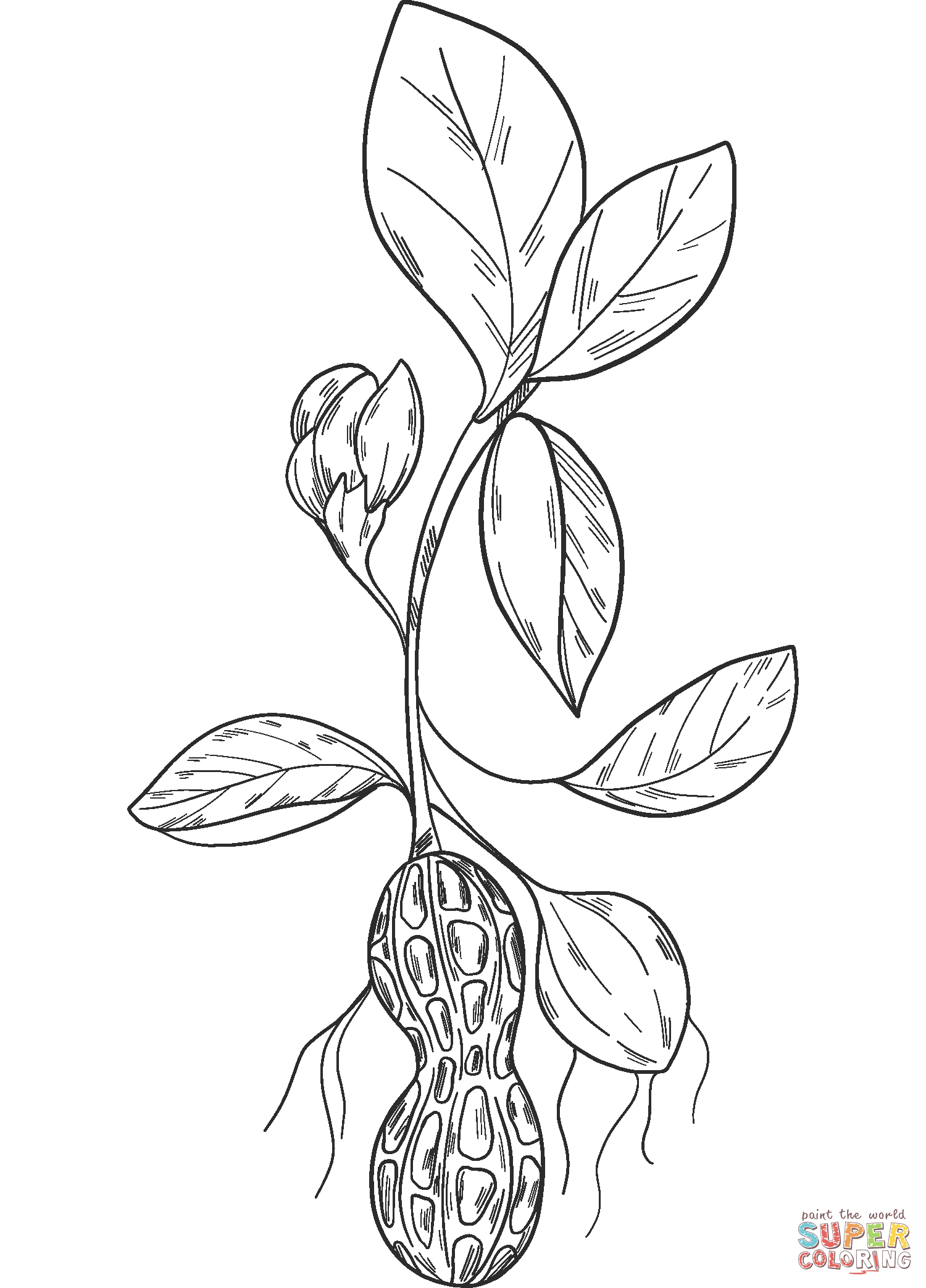 Dibujo de planta de manã para colorear dibujos para colorear imprimir gratis