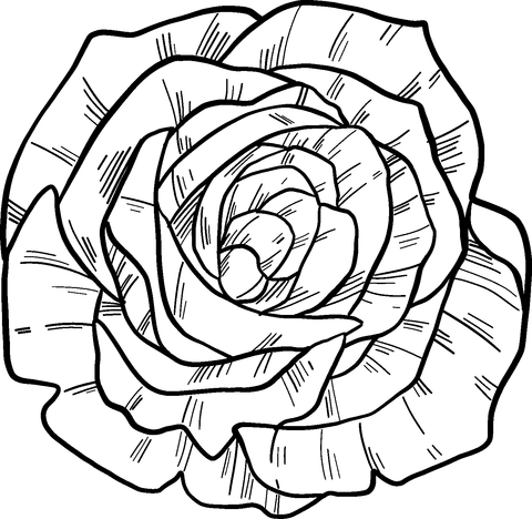 Rose coloring page free printable coloring pages