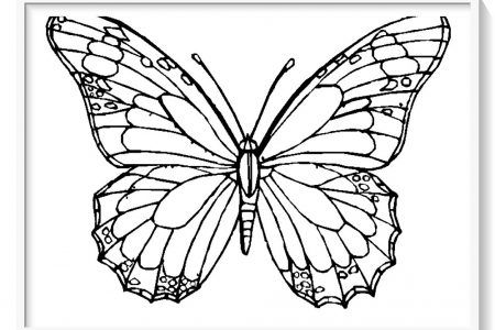 Mariposas para colorear diseãos para pintar y darl vida mariposas para colorear silueta de mariposas pãginas para colorear de princa