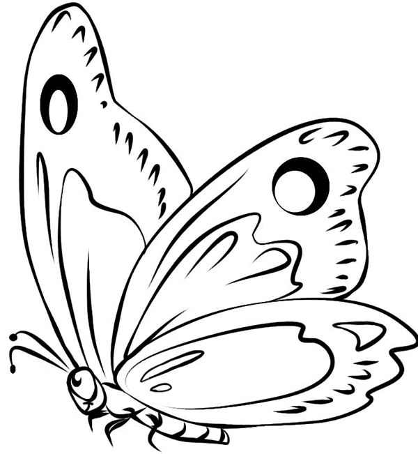 Mariposa para colorear mariposas para colorear flor para dibujar como dibujar mariposas