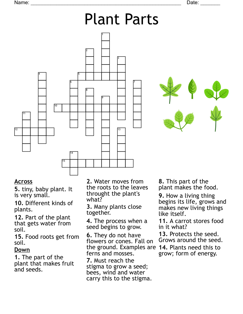 Plant parts crossword