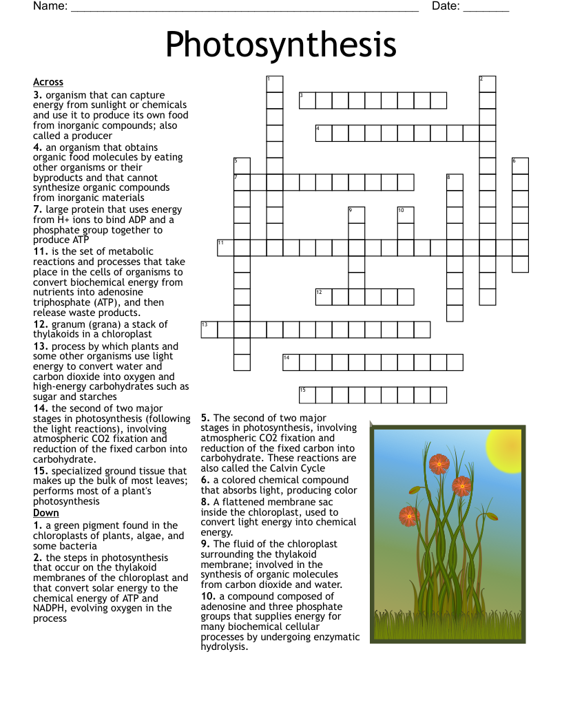 Photosynthesis crossword