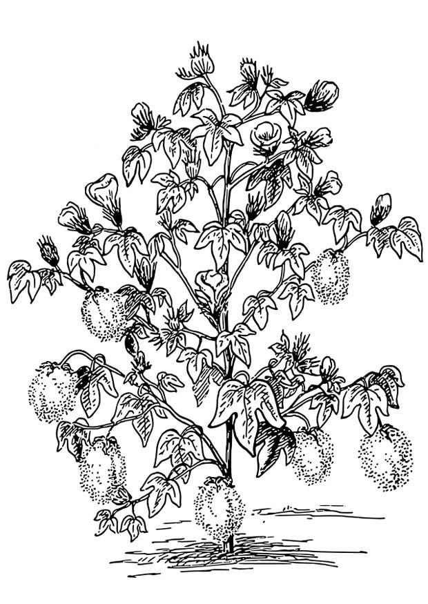 Coloring page cotton plant