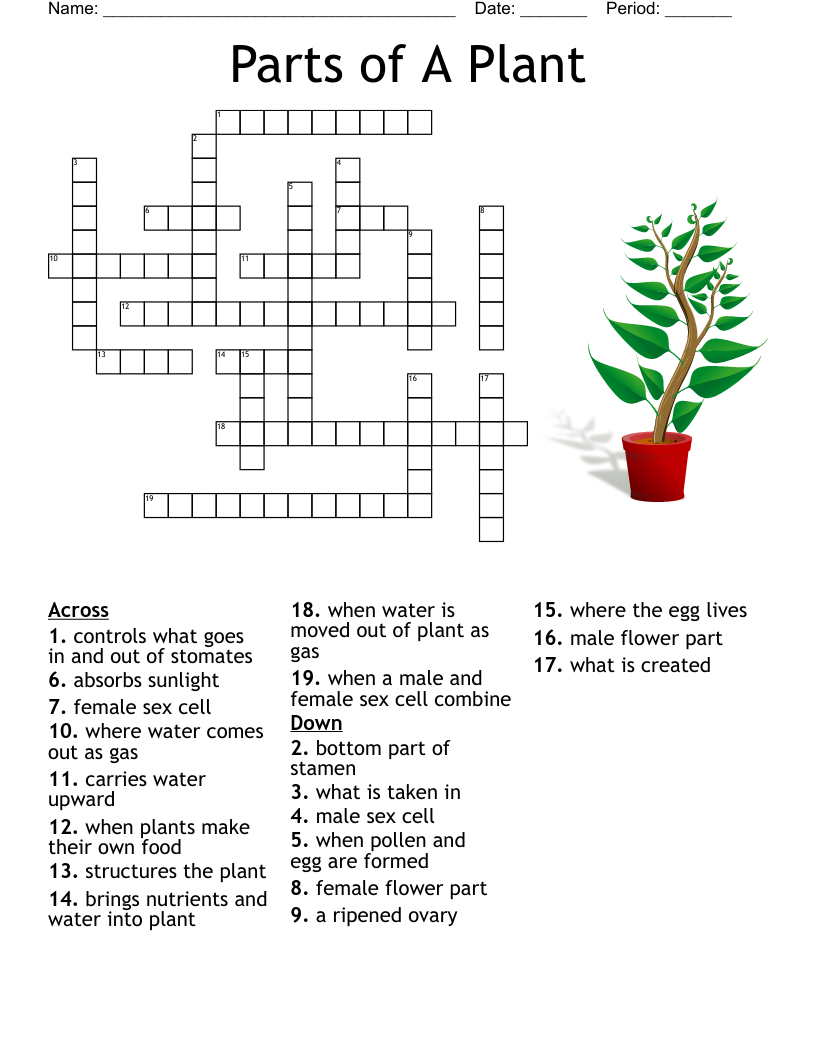 Parts of a plant crossword