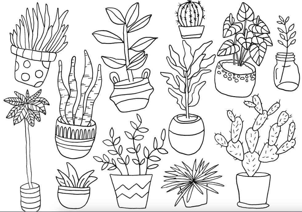 House plants colouring page â wild juniper art studio