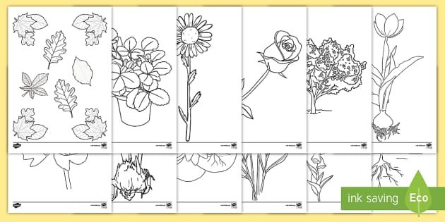 Plant coloring sheets teacher