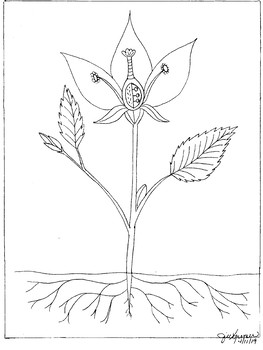 Plant coloring pages tpt