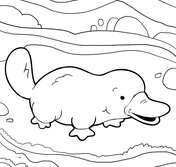 Platypus coloring pages free coloring pages