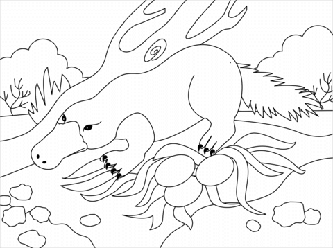 Platypus coloring page free printable coloring pages