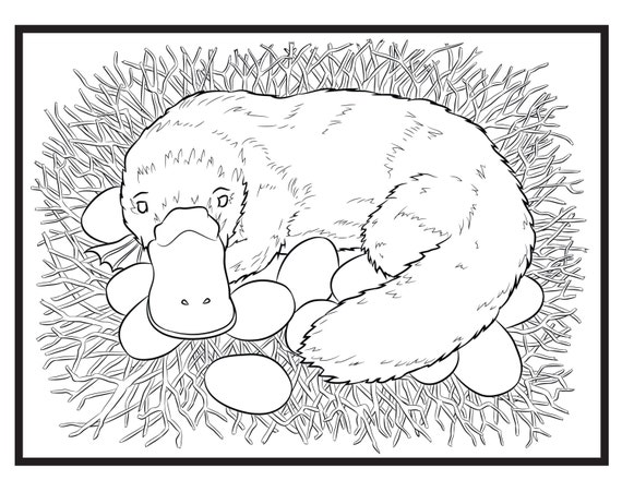 Platypus single coloring page instant download