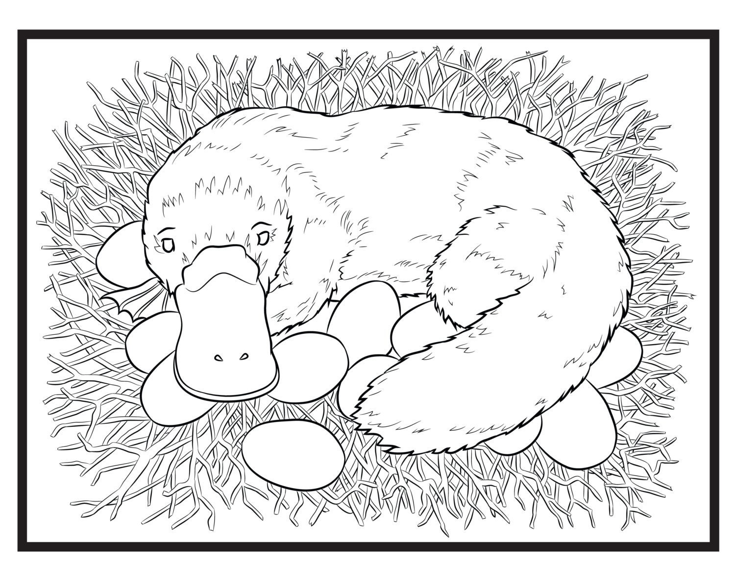 Platypus single coloring page instant download