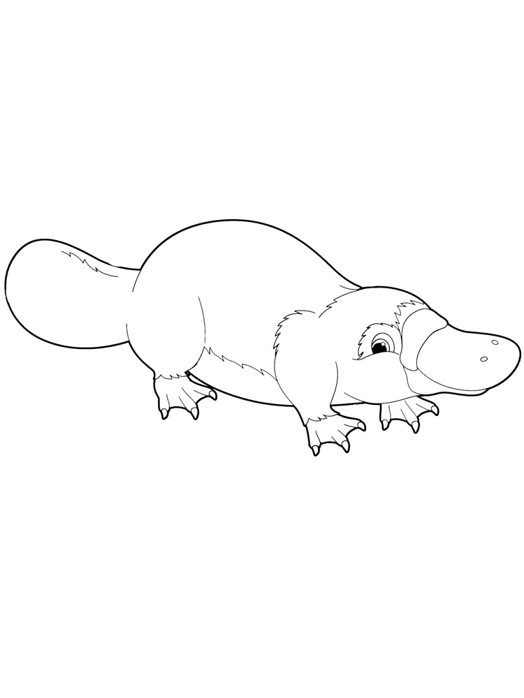 Platypus coloring pages