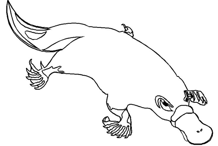 Platypus platypus coloring pages drawings