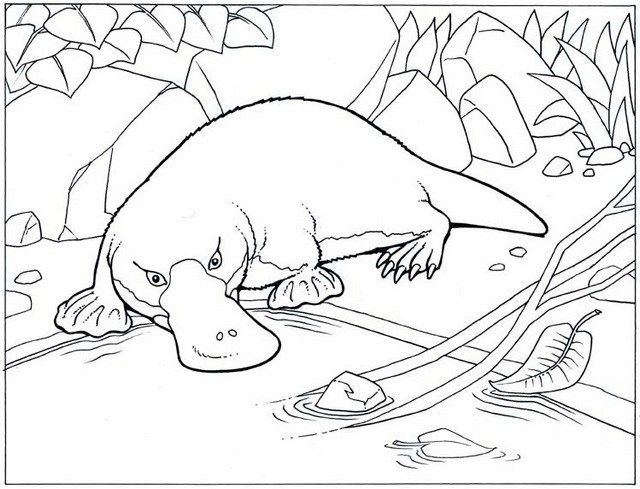 High detailed realistic platypus coloring pages pãginas de colorir animais pãginas para colorir pãginas para colorir da disney