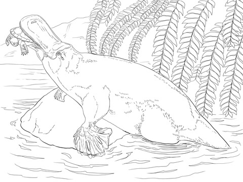 Platypus coloring page free printable coloring pages