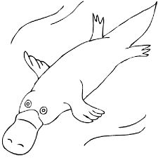 Image result for platypus drawing outline animal coloring pages coloring pages elephant coloring page