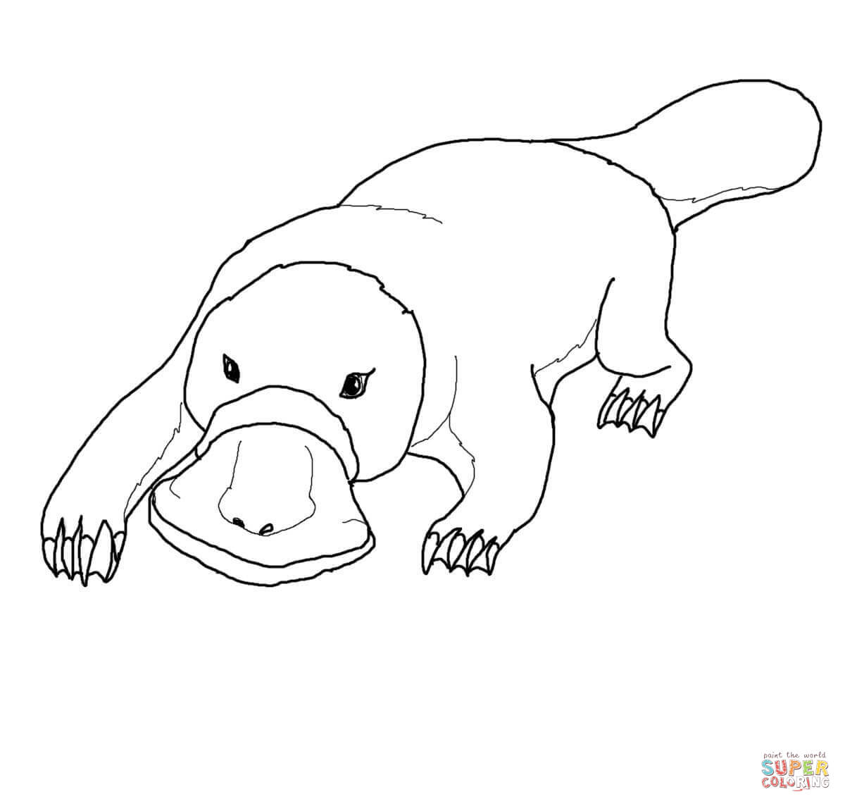 Platypus coloring page free printable coloring pages