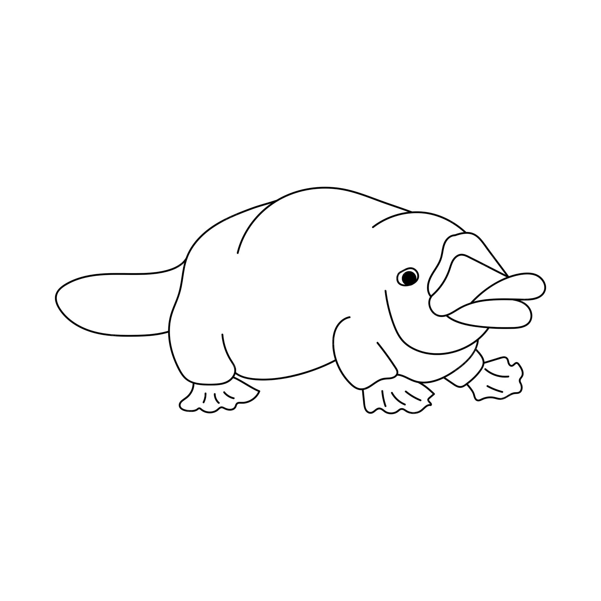 Premium vector platypus animal of australia coloring page for children