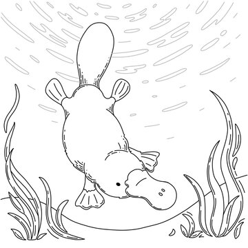 Platypus drawing images â browse photos vectors and video