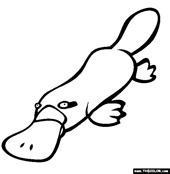 Duckbill platypus coloring page free duckbill pl