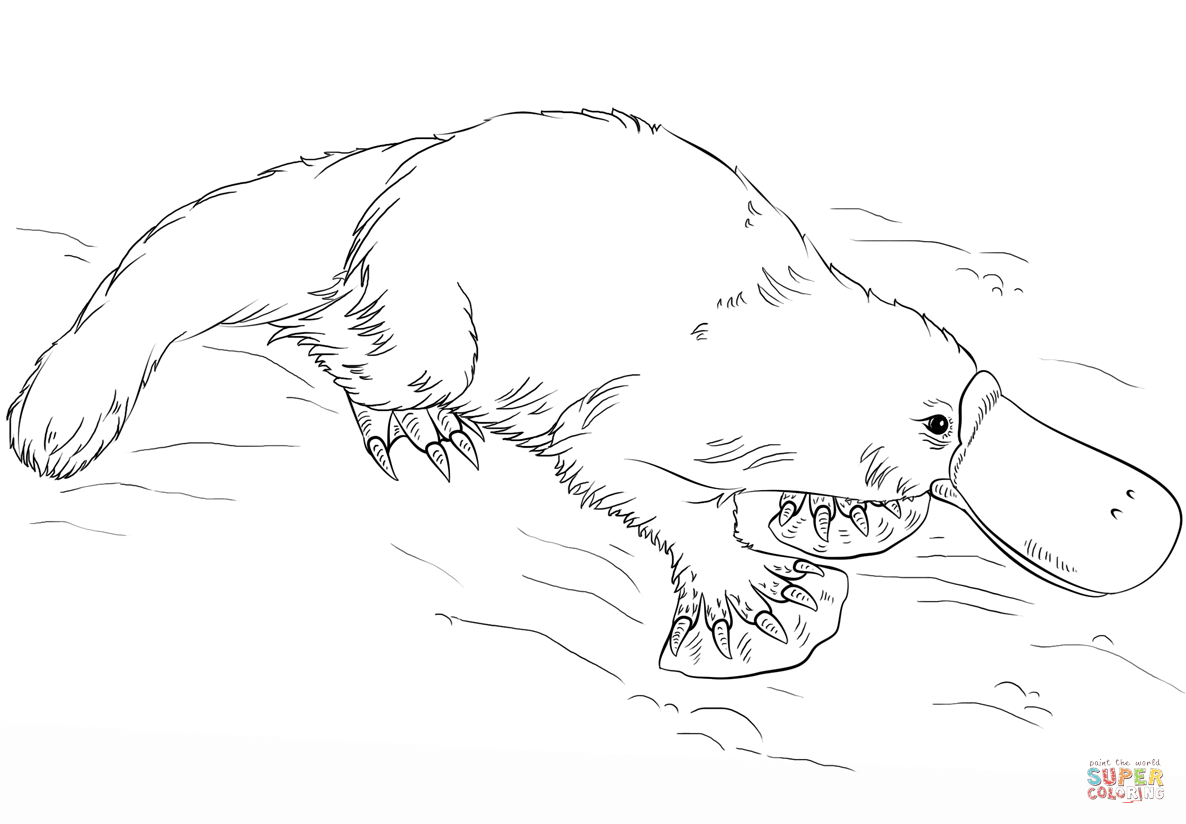 Platypus coloring page free printable coloring pages