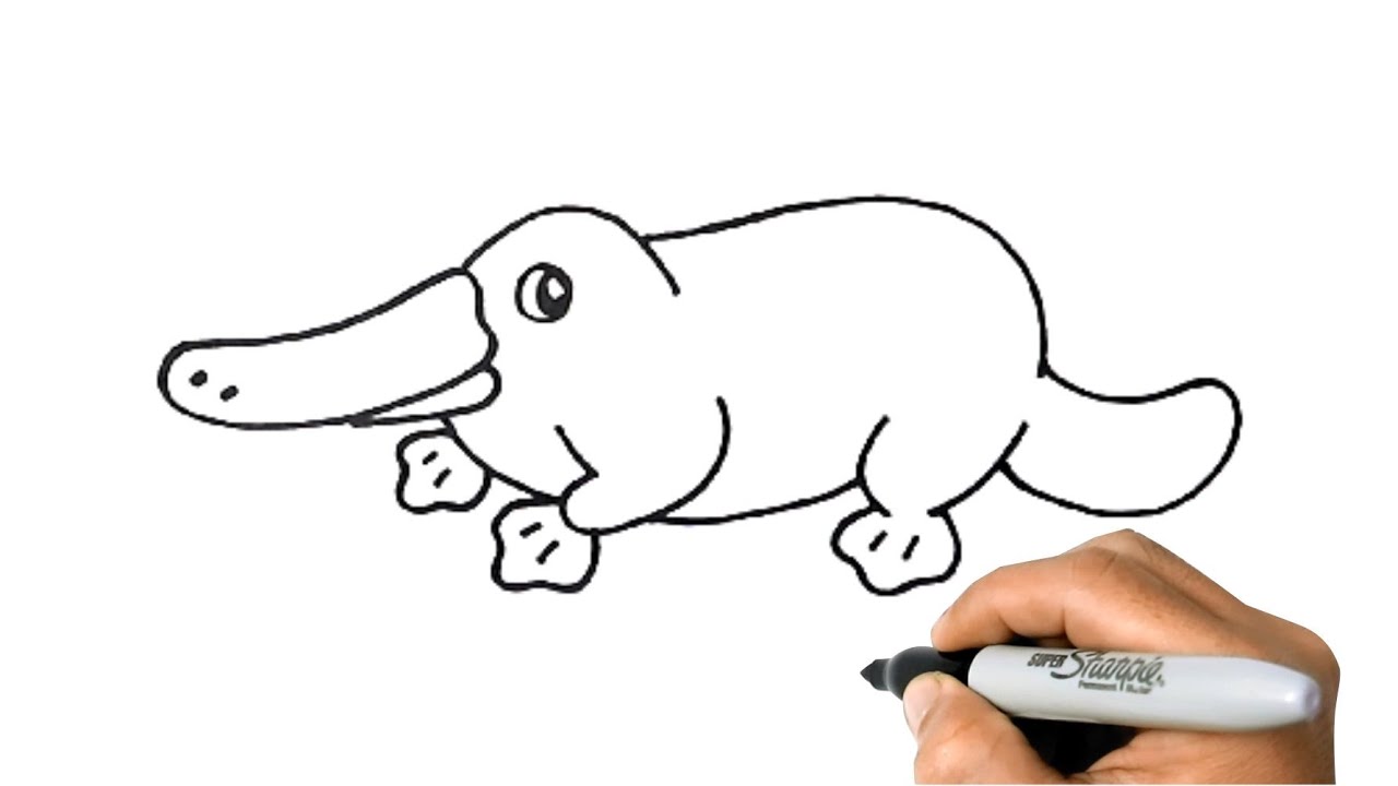 How to draw a platypus easy step by step drawing anials