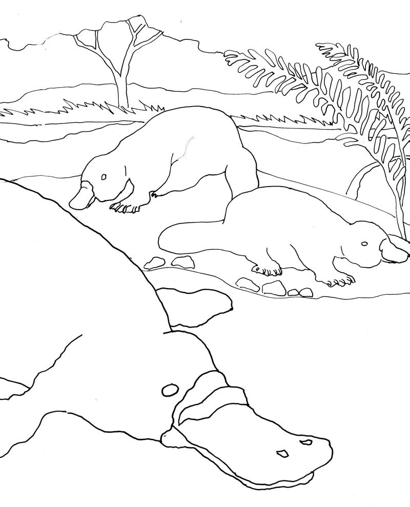 Platypus coloring pages