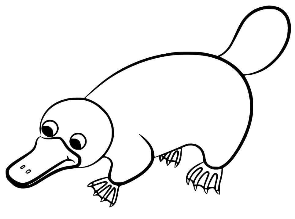 Platypus coloring pages