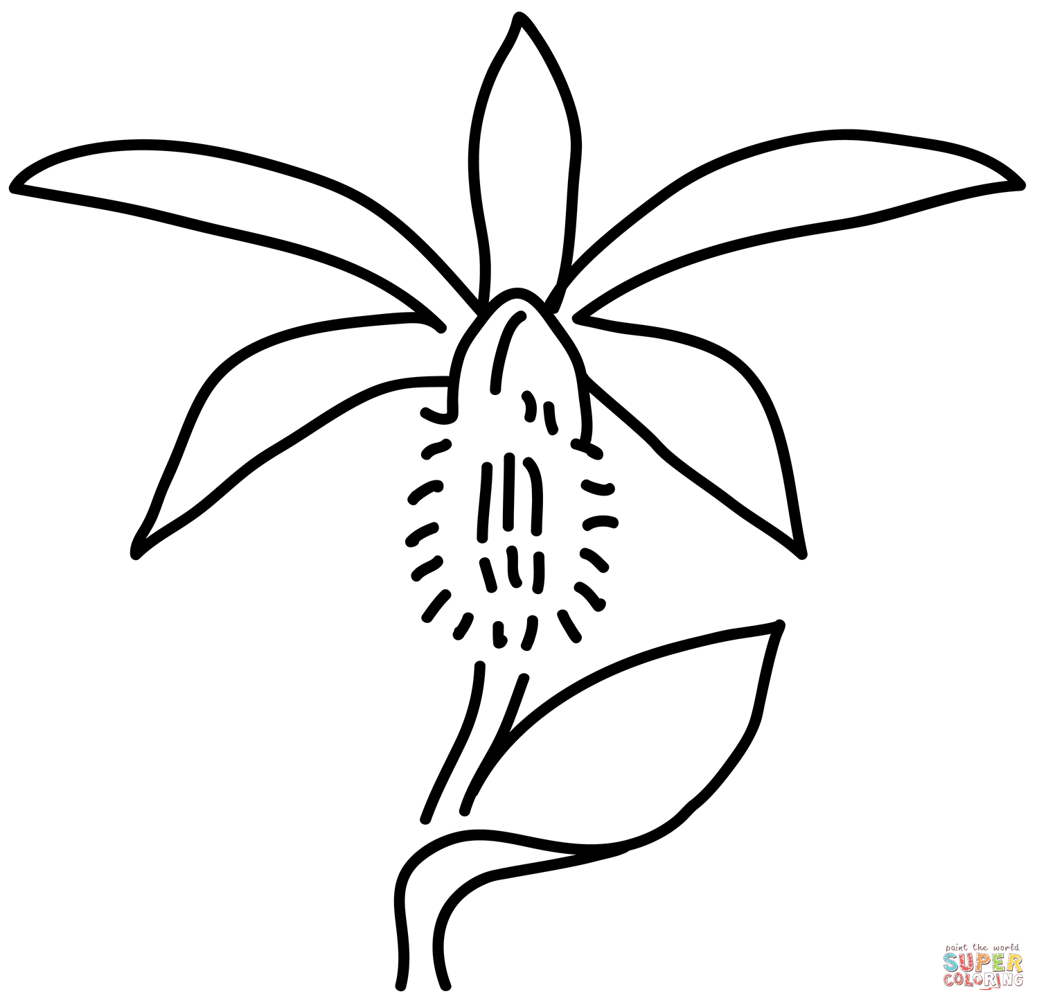 Taiwan pleione windowsill orchid pleione formosana coloring page free printable coloring pages