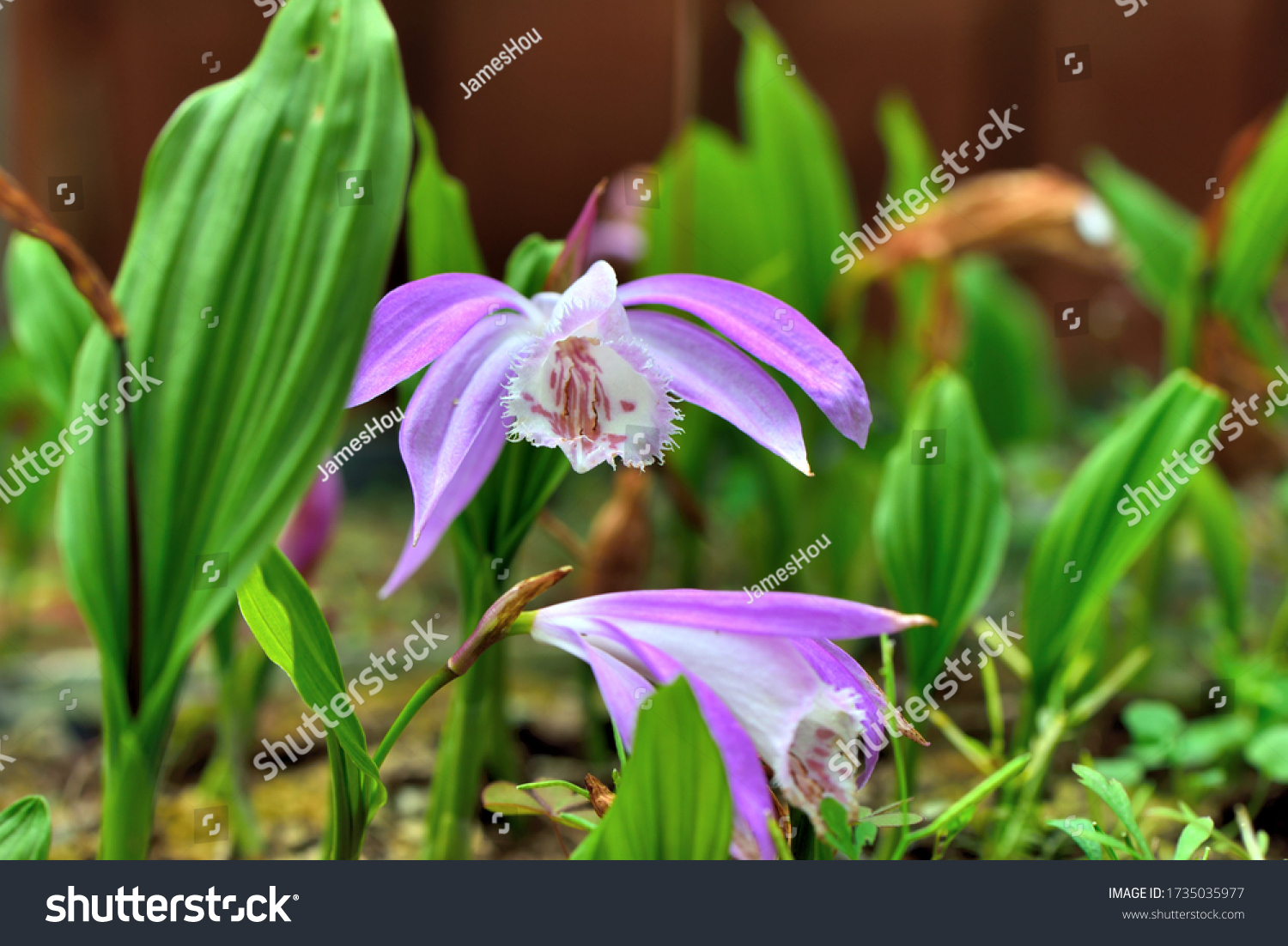 Pleione bulbocodioides images stock photos d objects vectors