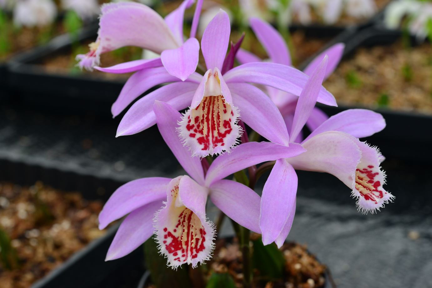 Pleione p formosanum x p grandiflora