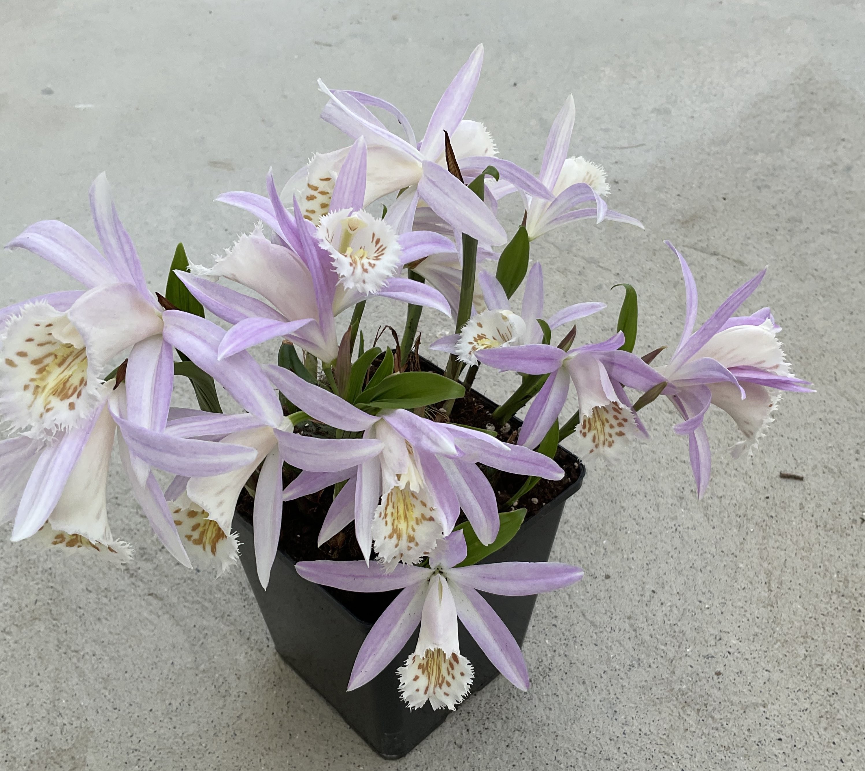 Pleione formosana light xxl