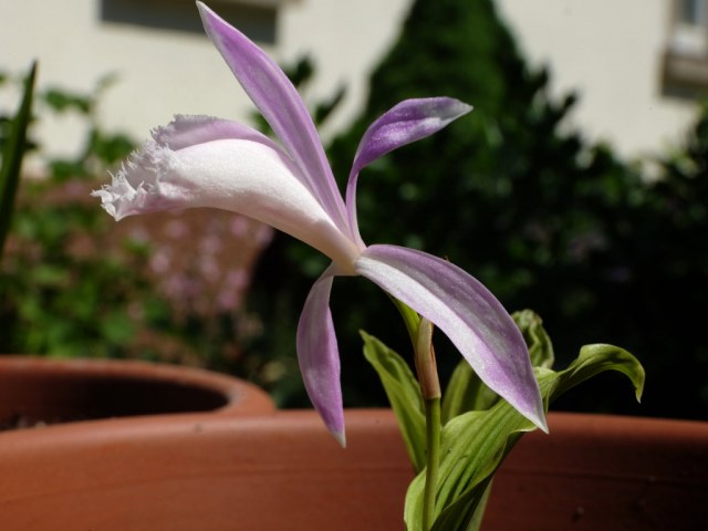 Pacific bulb society pleione formosana