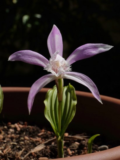 Pacific bulb society pleione formosana