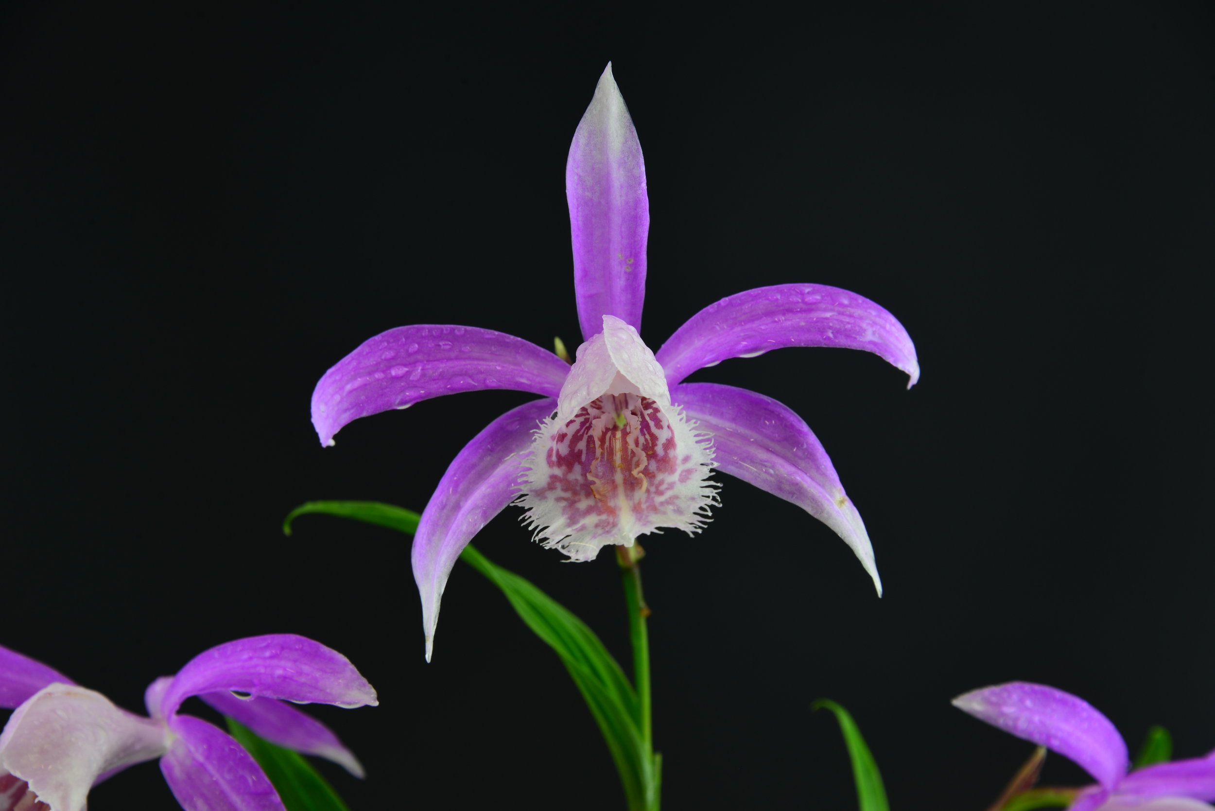 Peacock orchid â kusamono gardens